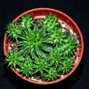Euphorbia susannae-art583